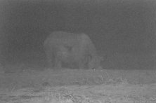 [Black Rhino . . . at night]