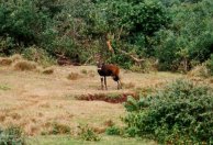[Bushbuck at The Ark]