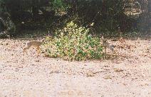 [Dik-dik in Samburu]