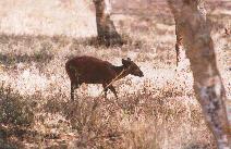 [Red Duiker at Samburu]