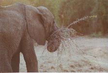 [Elephant at Sweetwaters]