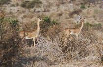 [Gerenuk in Samburu]