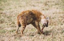 [Hyena at Sweetwaters]