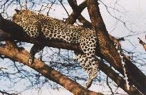 [Leopard in Samburu]