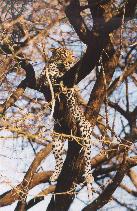 [Leopard in Samburu]