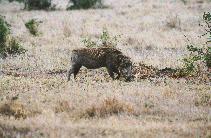 [Warthog at Sweetwaters]