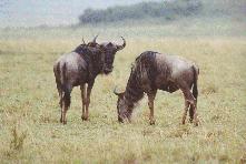 [Wildebeest in Maasai Mara]